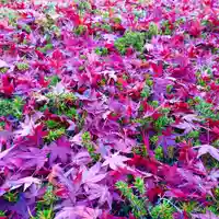 寿量山 速成寺の庭園