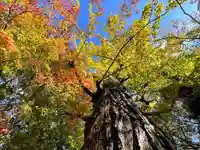 蓮華寺(洛北蓮華寺)の自然