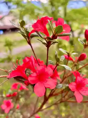 蚊里田八幡宮の{uncategorized: "未分類", other: "その他", undefined: "問題あり", building: "その他建物", grave: "お墓", sacred_gate: "鳥居", guardian: "狛犬", statue: "像", buddha: "仏像", history: "歴史", nature: "自然", garden: "庭園", animal: "動物", pagoda: "塔", temizu: "手水舎", mountain_gate: "山門・神門", sanctuary: "本殿・本堂", subordinate: "末社・摂社", art: "芸術", scenery: "景色", jizo: "地蔵", ema: "絵馬", goshuin: "御朱印", omikuji: "おみくじ", items: "授与品その他", amulet: "お守り", goshuincho: "御朱印帳", eats: "食事", festival: "お祭り", votive_dance: "神楽", shichigosan: "七五三参", wedding: "結婚式", experience: "体験その他", initially: "初詣", around: "周辺", anti_infection: "感染症対策"}
