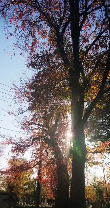 修理若御子社の自然