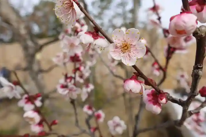 菅原天満宮(菅原神社)の自然