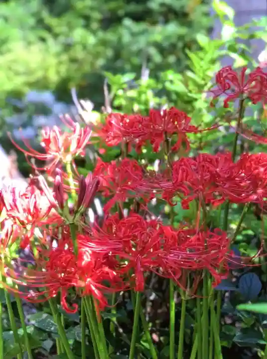 鷺宮八幡神社(東京都)