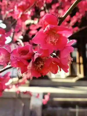 圓照寺(東京都)