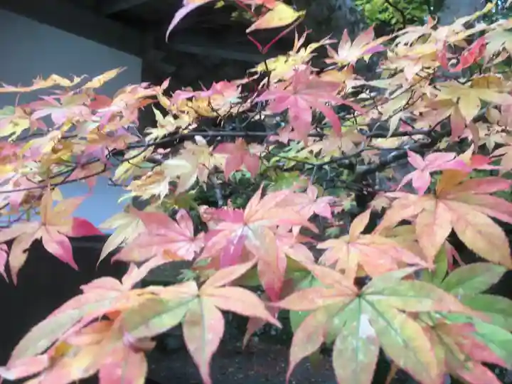 延暦寺 根本中堂の自然