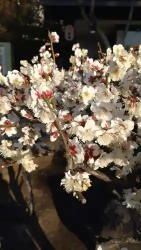 浅草神社の自然
