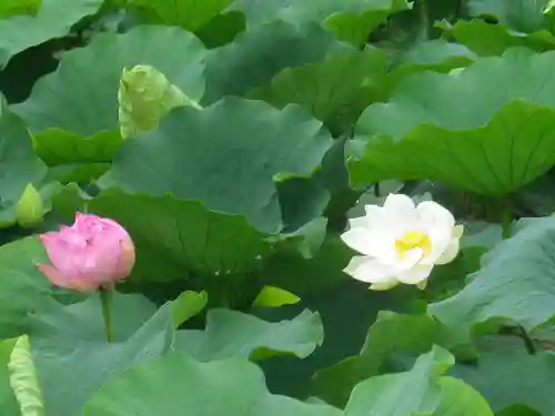 鶴岡八幡宮の自然