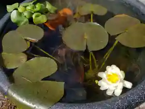 観真寺の庭園(2021年05月20日(木) 19時20分48秒投稿)