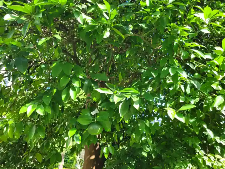 太田姫稲荷神社の自然
