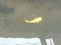 松原神社(福井県)