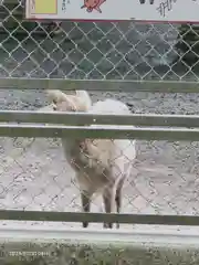 鹿島神宮の動物