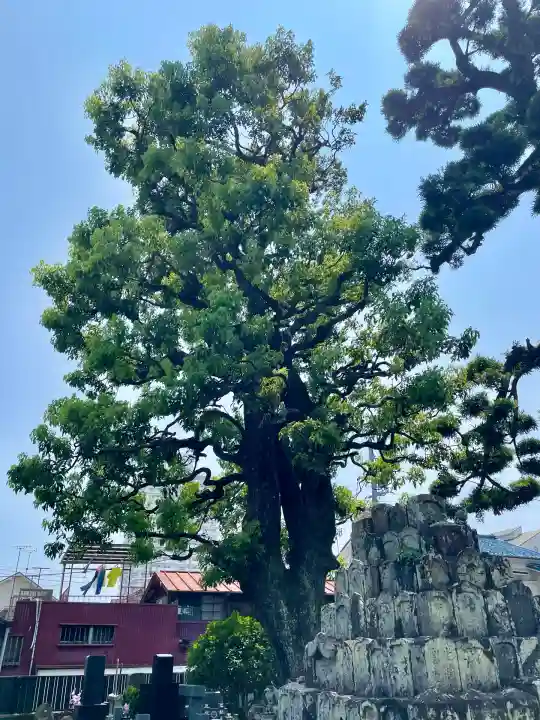 長円寺(静岡県)