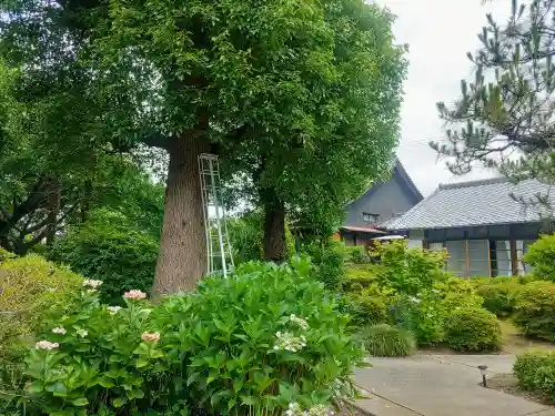 加納院（東源寺）の自然
