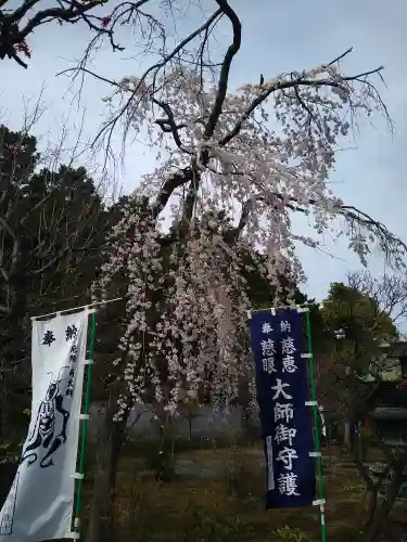 輪王寺両大師堂(寛永寺輪王殿)の自然