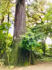 側高神社の自然