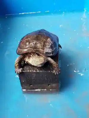 下谷神社(東京都)