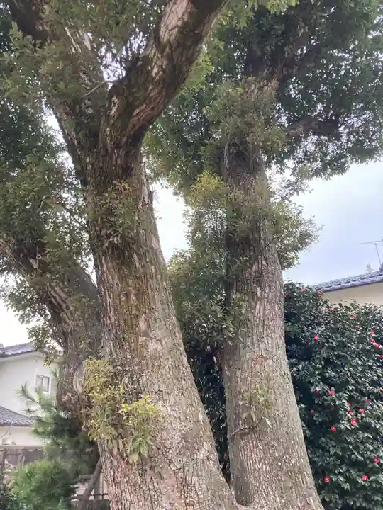 素鵞神社の自然