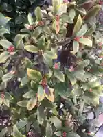 直来神社の自然