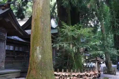 高千穂神社の自然