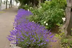 宝光寺の庭園(2021年07月21日(水) 14時35分02秒投稿)