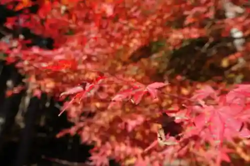 古知谷阿弥陀寺の自然