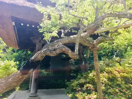 東慶寺の自然