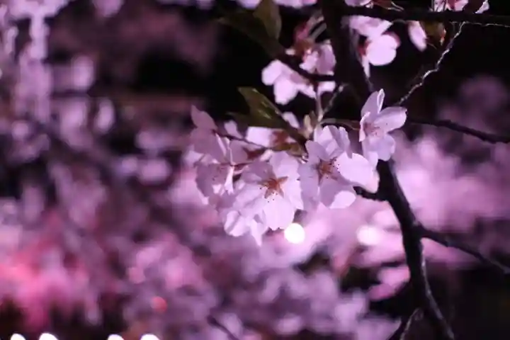 壽徳寺 じゅとくじの自然