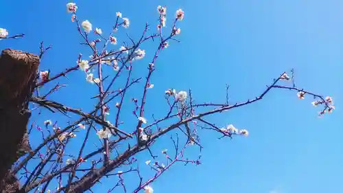 尾張大國霊神社（国府宮）の自然