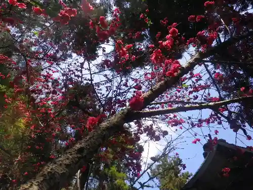御霊神社の自然