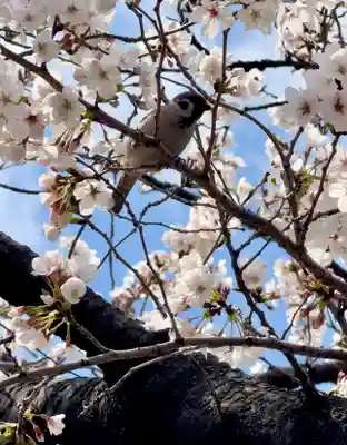 六孫王神社(京都府)