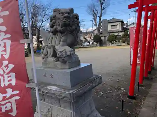 於菊稲荷神社の狛犬