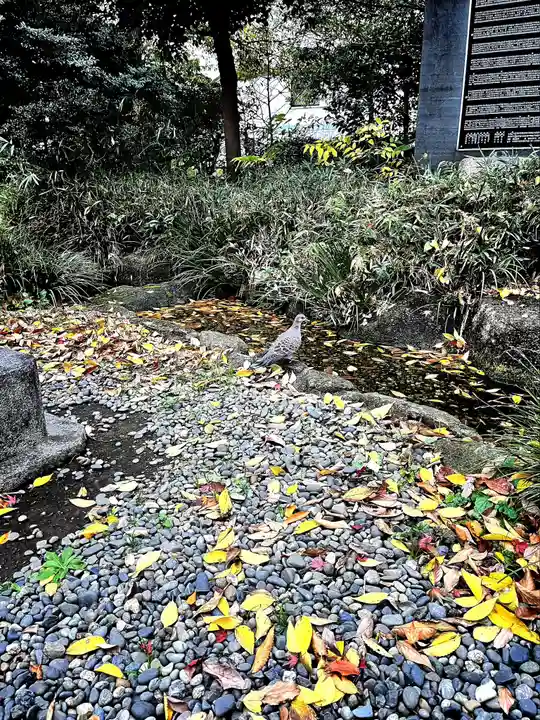 立川熊野神社の動物
