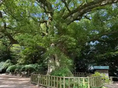 高良大社の{uncategorized: "未分類", other: "その他", undefined: "問題あり", building: "その他建物", grave: "お墓", sacred_gate: "鳥居", guardian: "狛犬", statue: "像", buddha: "仏像", history: "歴史", nature: "自然", garden: "庭園", animal: "動物", pagoda: "塔", temizu: "手水舎", mountain_gate: "山門・神門", sanctuary: "本殿・本堂", subordinate: "末社・摂社", art: "芸術", scenery: "景色", jizo: "地蔵", ema: "絵馬", goshuin: "御朱印", omikuji: "おみくじ", items: "授与品その他", amulet: "お守り", goshuincho: "御朱印帳", eats: "食事", festival: "お祭り", votive_dance: "神楽", shichigosan: "七五三参", wedding: "結婚式", experience: "体験その他", initially: "初詣", around: "周辺", anti_infection: "感染症対策"}