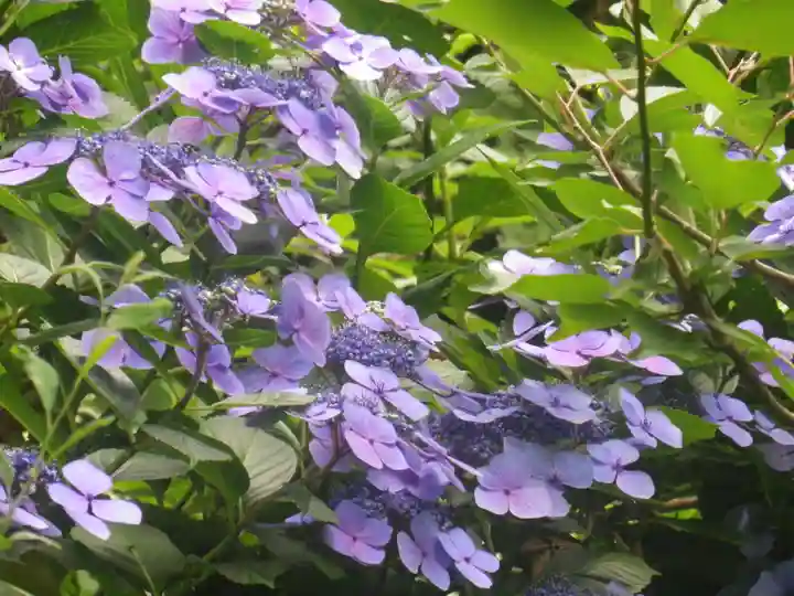 荏柄天神社の自然