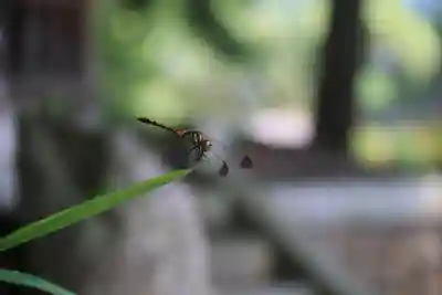 津嶋神社の自然