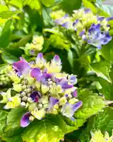 伊達神社の自然