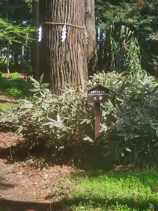 長沼八幡宮(栃木県)