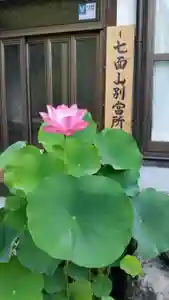 日蓮宗 総本山 塔頭 定林坊(じょうりんぼう)の自然(2019年05月11日(土) 15時00分50秒投稿)