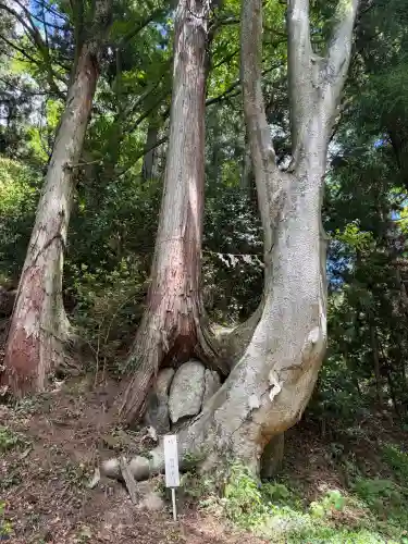 木幡山隠津島神社(二本松市)の{uncategorized: "未分類", other: "その他", undefined: "問題あり", building: "その他建物", grave: "お墓", sacred_gate: "鳥居", guardian: "狛犬", statue: "像", buddha: "仏像", history: "歴史", nature: "自然", garden: "庭園", animal: "動物", pagoda: "塔", temizu: "手水舎", mountain_gate: "山門・神門", sanctuary: "本殿・本堂", subordinate: "末社・摂社", art: "芸術", scenery: "景色", jizo: "地蔵", ema: "絵馬", goshuin: "御朱印", omikuji: "おみくじ", items: "授与品その他", amulet: "お守り", goshuincho: "御朱印帳", eats: "食事", festival: "お祭り", votive_dance: "神楽", shichigosan: "七五三参", wedding: "結婚式", experience: "体験その他", initially: "初詣", around: "周辺", anti_infection: "感染症対策"}