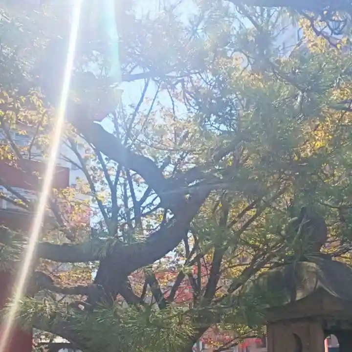 彌彦神社 (伊夜日子神社)(北海道)