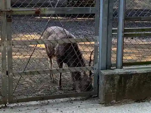 鹿島神宮の動物