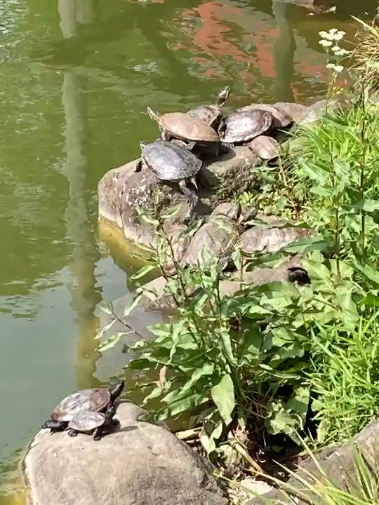亀戸天神社の動物
