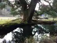 一本杉神社(島根県)