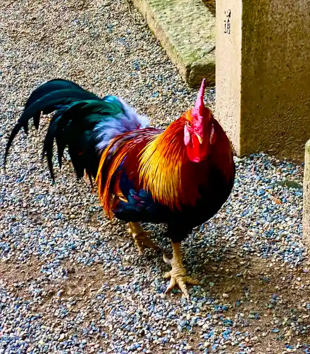 石上神宮の動物