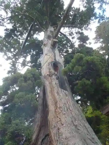 杉本神明神社(愛知県)