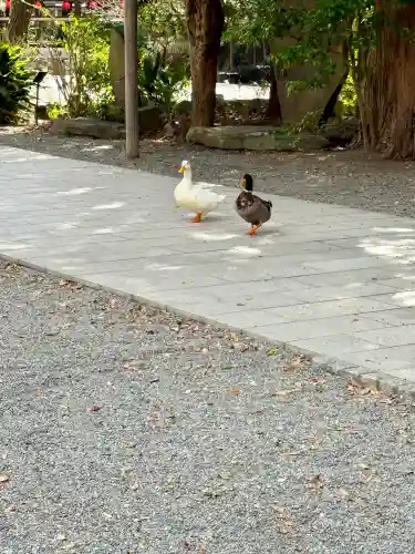 平塚八幡宮の{uncategorized: "未分類", other: "その他", undefined: "問題あり", building: "その他建物", grave: "お墓", sacred_gate: "鳥居", guardian: "狛犬", statue: "像", buddha: "仏像", history: "歴史", nature: "自然", garden: "庭園", animal: "動物", pagoda: "塔", temizu: "手水舎", mountain_gate: "山門・神門", sanctuary: "本殿・本堂", subordinate: "末社・摂社", art: "芸術", scenery: "景色", jizo: "地蔵", ema: "絵馬", goshuin: "御朱印", omikuji: "おみくじ", items: "授与品その他", amulet: "お守り", goshuincho: "御朱印帳", eats: "食事", festival: "お祭り", votive_dance: "神楽", shichigosan: "七五三参", wedding: "結婚式", experience: "体験その他", initially: "初詣", around: "周辺", anti_infection: "感染症対策"}