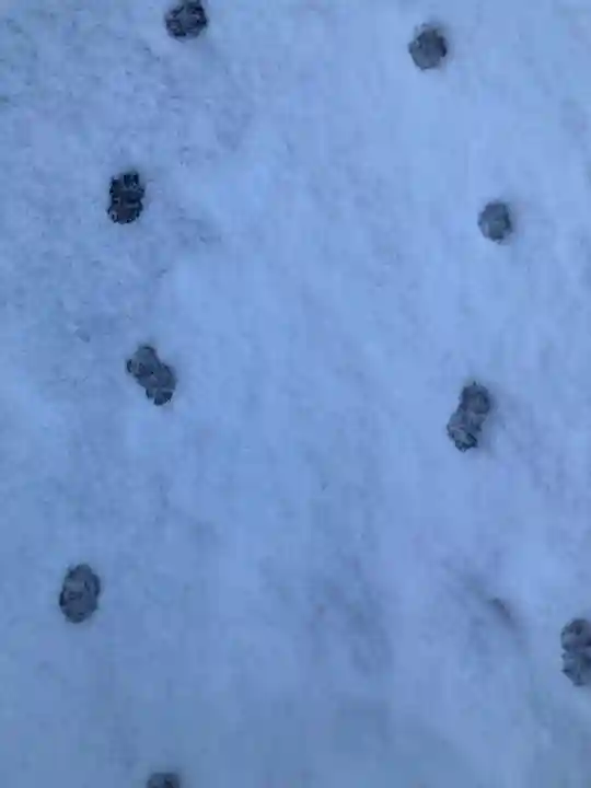 鹿角八坂神社(秋田県)