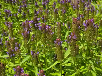 唐招提寺(奈良県)