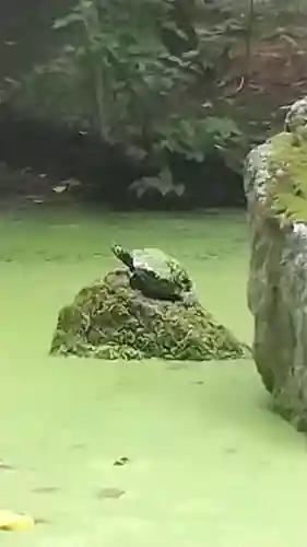帯廣神社の動物