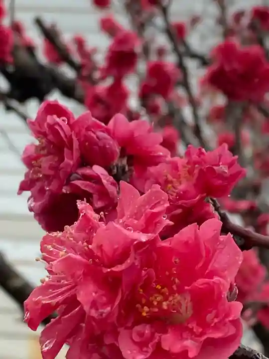 横浜御嶽神社の自然