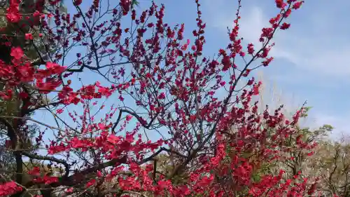 北野天満宮の自然